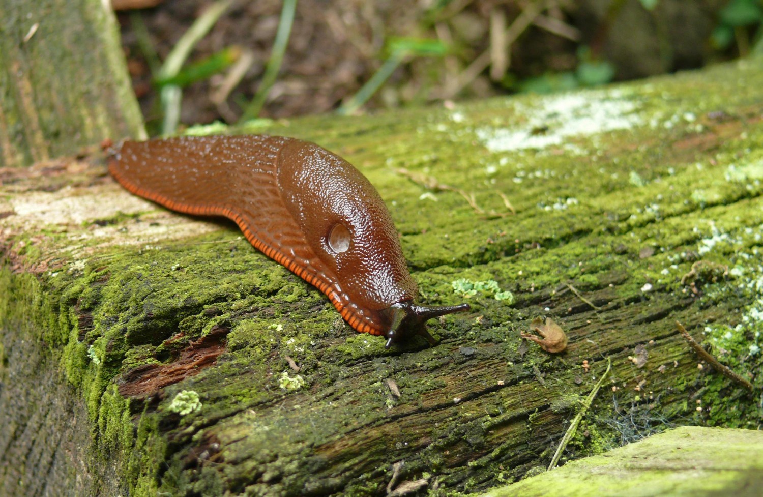 naaktslak.slug