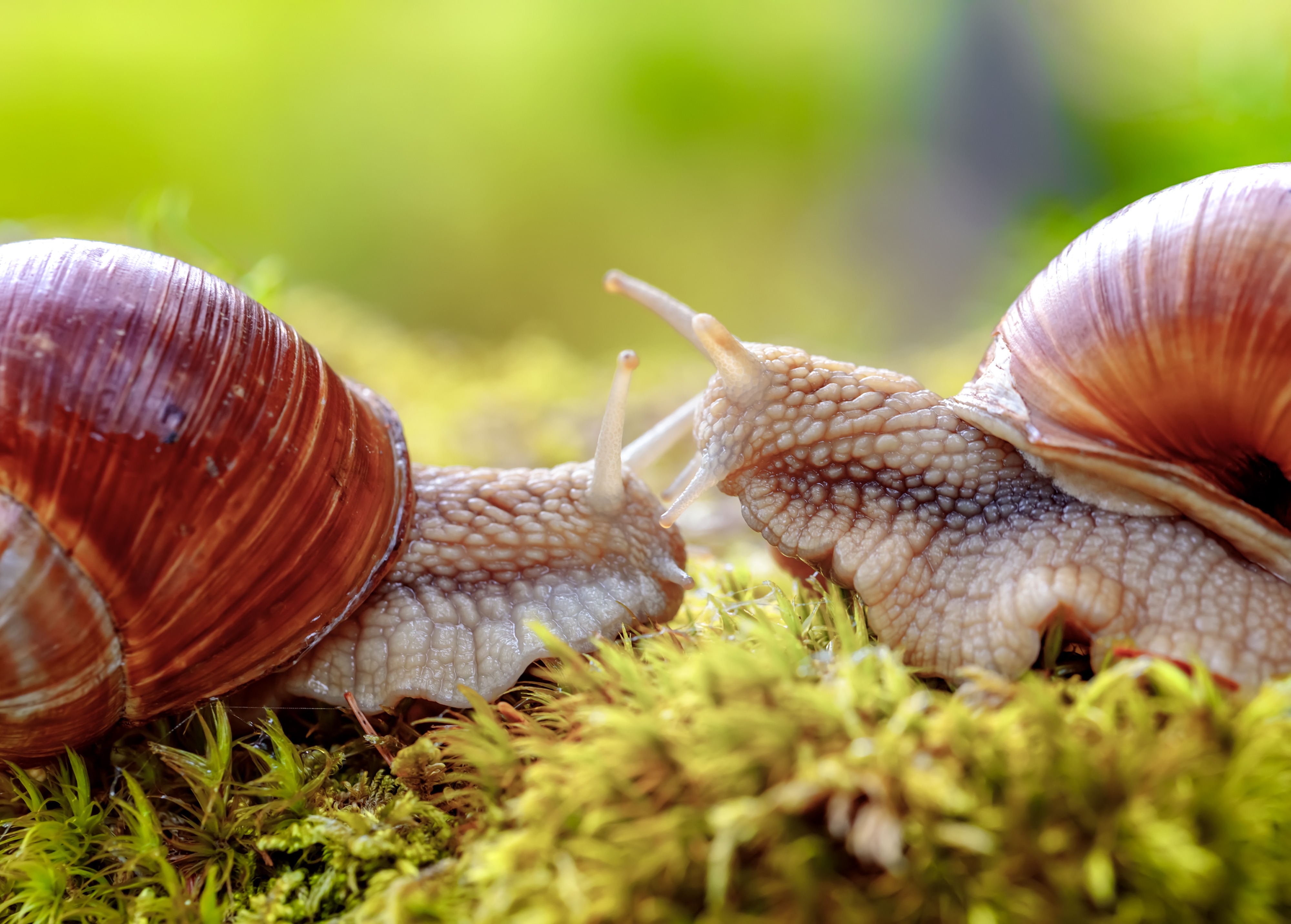 helix pomatia romeinse slak